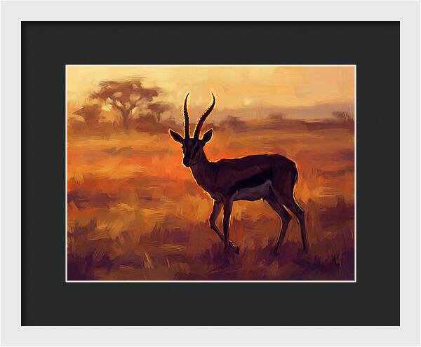 Thomson Gazelle At Dusk