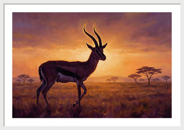 Thomson Gazelle At Sunset