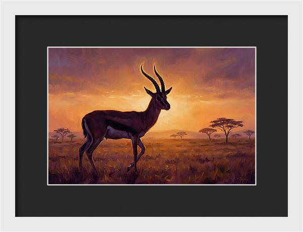 Thomson Gazelle At Sunset
