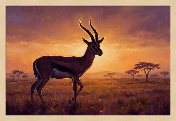 Thomson Gazelle At Sunset