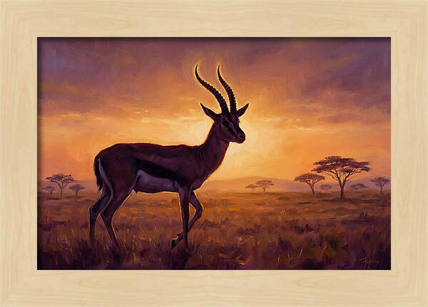 Thomson Gazelle At Sunset
