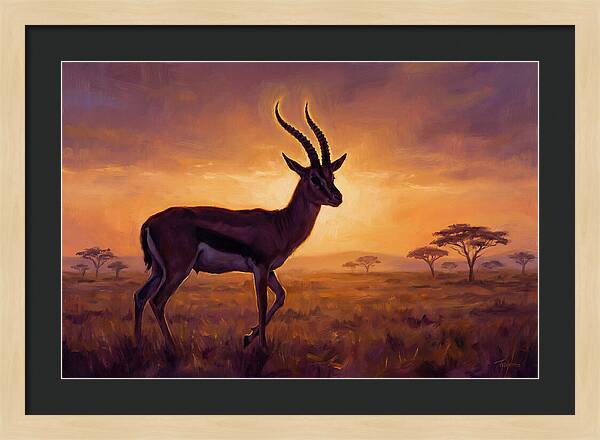 Thomson Gazelle At Sunset