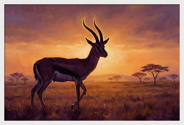 Thomson Gazelle At Sunset