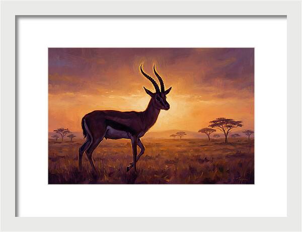 Thomson Gazelle At Sunset