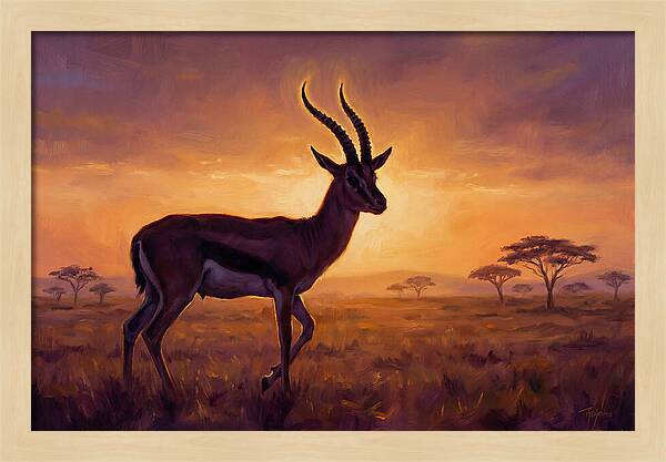 Thomson Gazelle At Sunset