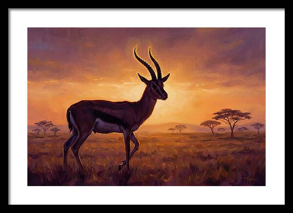Thomson Gazelle At Sunset
