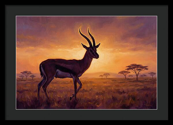 Thomson Gazelle At Sunset