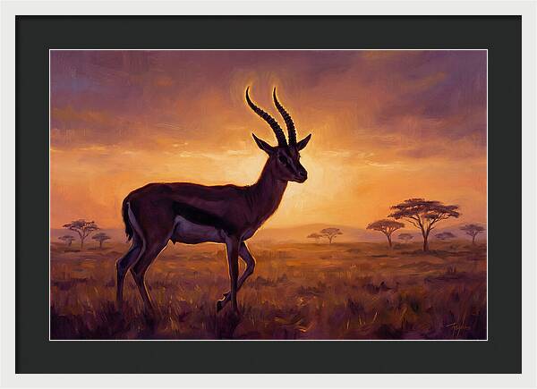 Thomson Gazelle At Sunset