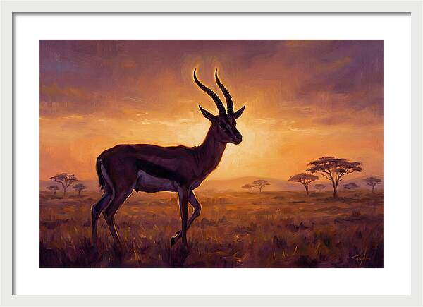 Thomson Gazelle At Sunset