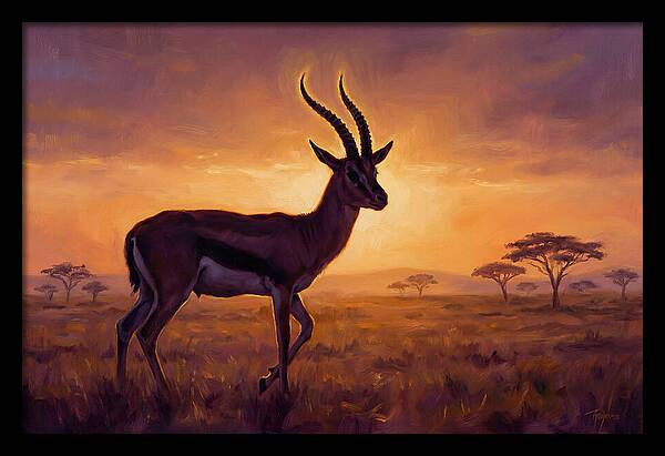 Thomson Gazelle At Sunset