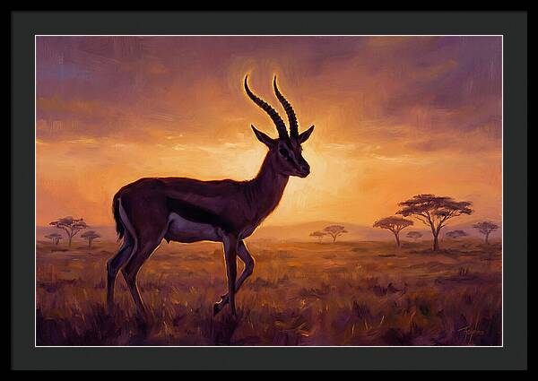 Thomson Gazelle At Sunset