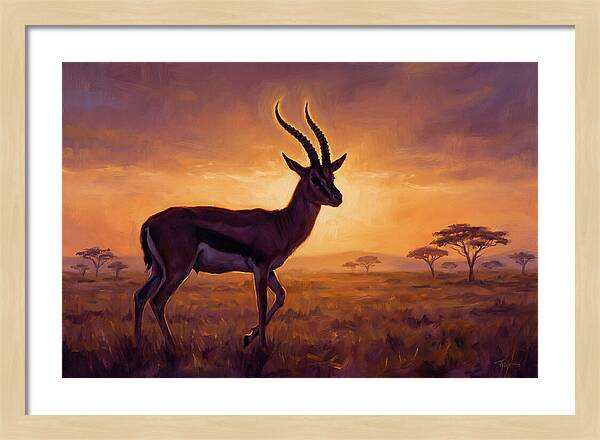 Thomson Gazelle At Sunset