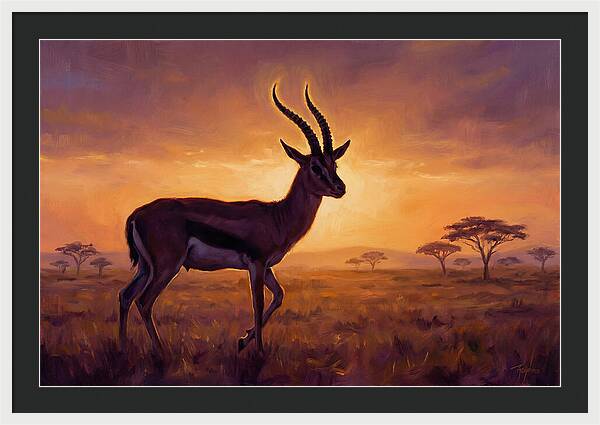 Thomson Gazelle At Sunset