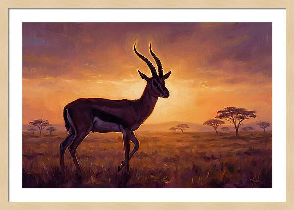 Thomson Gazelle At Sunset