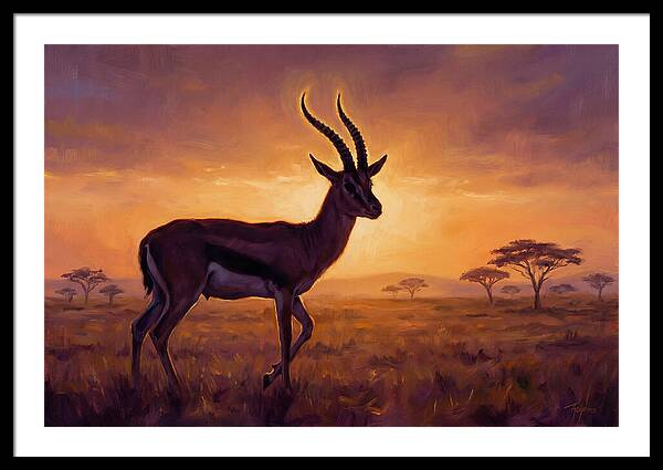 Thomson Gazelle At Sunset