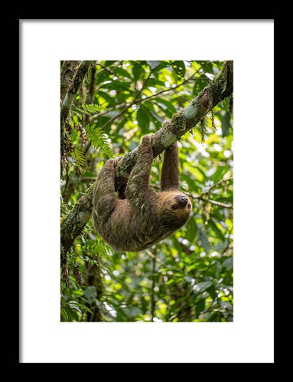 Three Toed Sloth Hanging