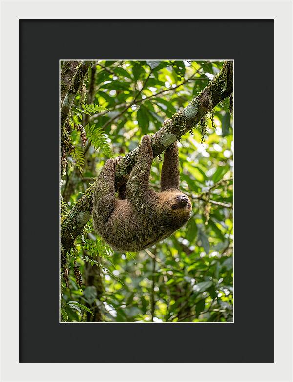 Three Toed Sloth Hanging