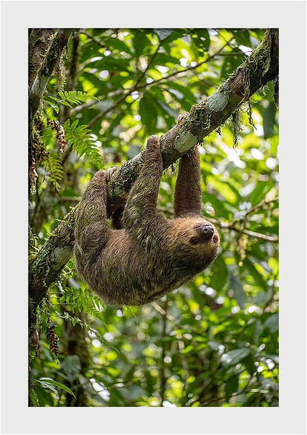 Three Toed Sloth Hanging