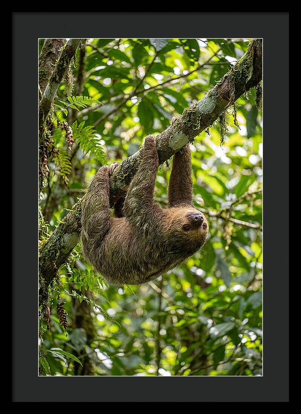 Three Toed Sloth Hanging