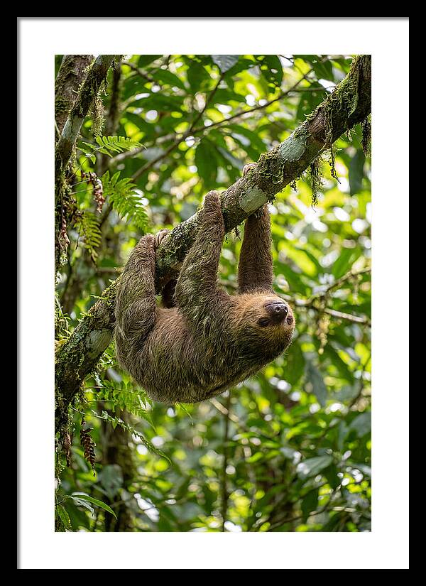 Three Toed Sloth Hanging