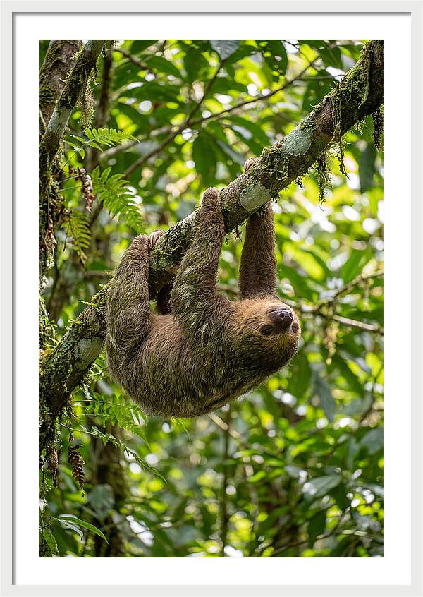 Three Toed Sloth Hanging