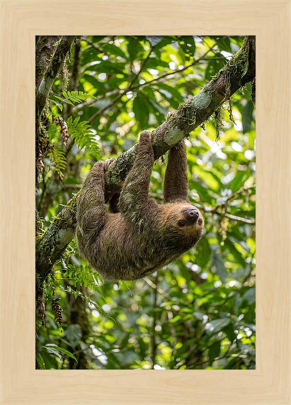 Three Toed Sloth Hanging