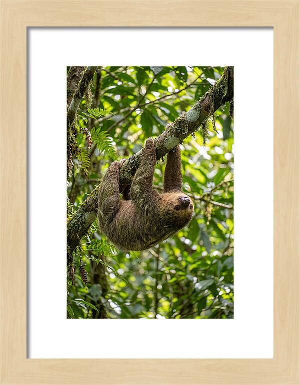 Three Toed Sloth Hanging