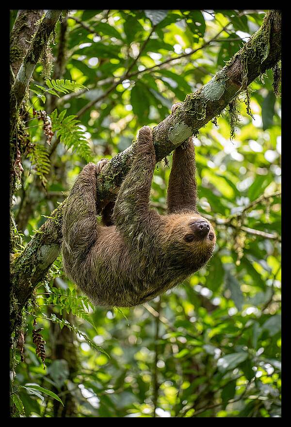 Three Toed Sloth Hanging