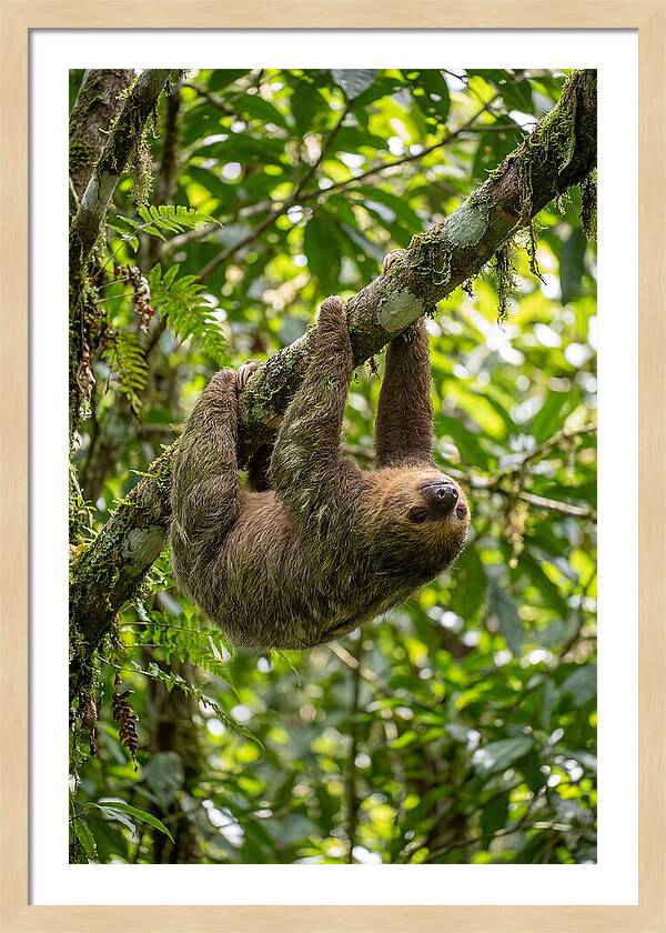 Three Toed Sloth Hanging