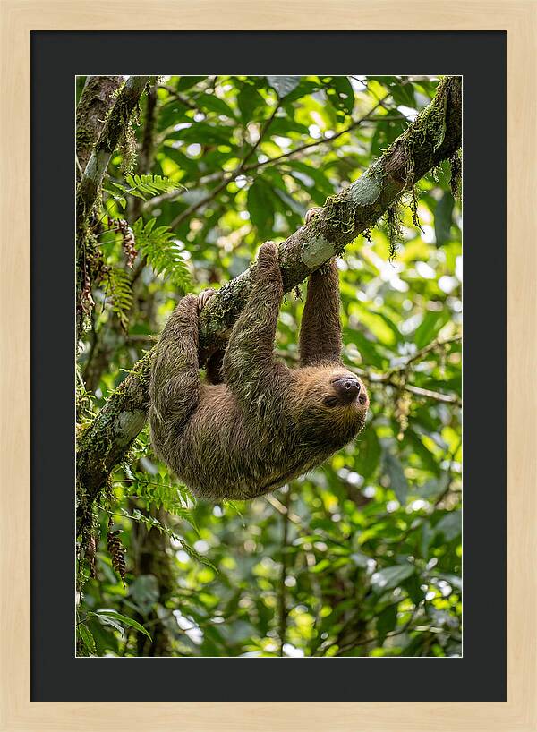 Three Toed Sloth Hanging