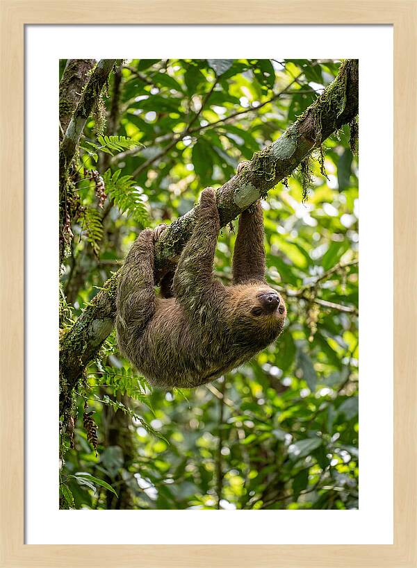 Three Toed Sloth Hanging