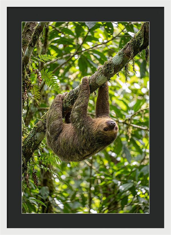 Three Toed Sloth Hanging