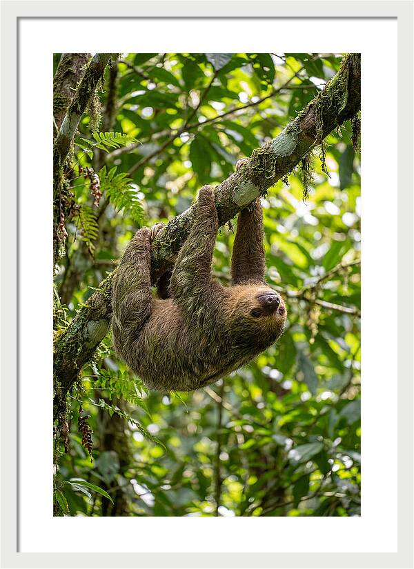 Three Toed Sloth Hanging