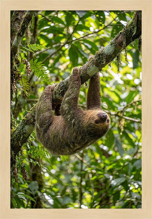 Three Toed Sloth Hanging