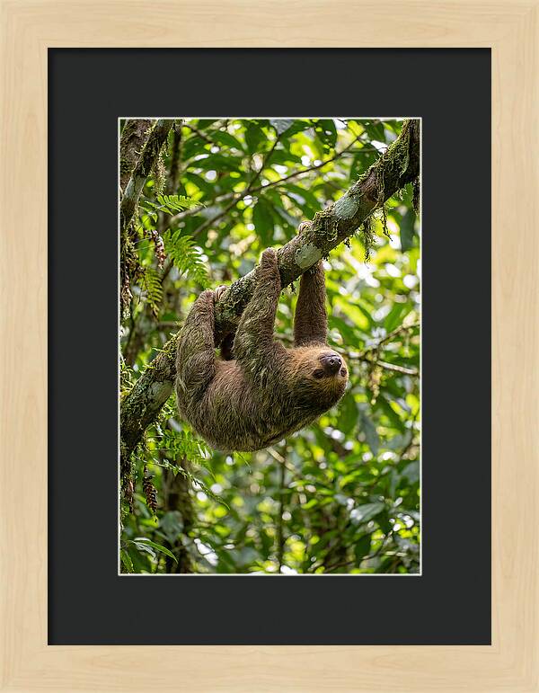 Three Toed Sloth Hanging