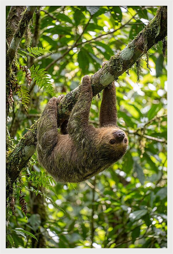 Three Toed Sloth Hanging