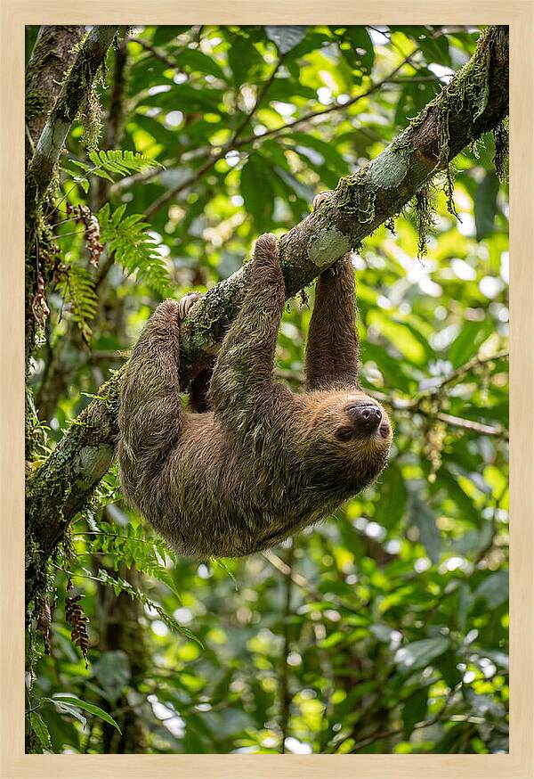 Three Toed Sloth Hanging