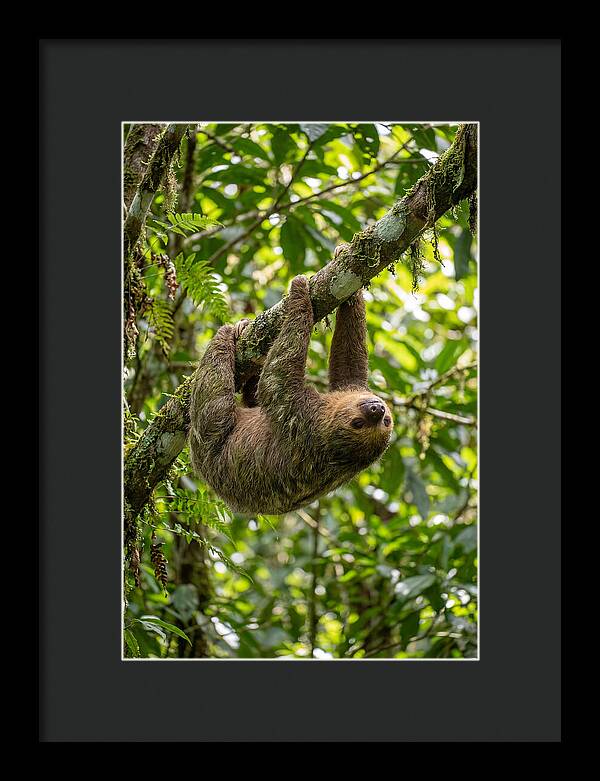 Three Toed Sloth Hanging