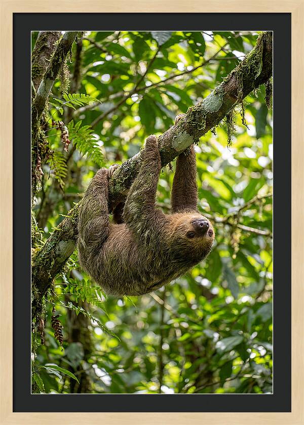 Three Toed Sloth Hanging