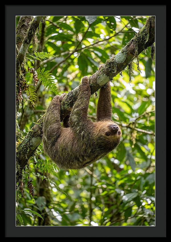 Three Toed Sloth Hanging