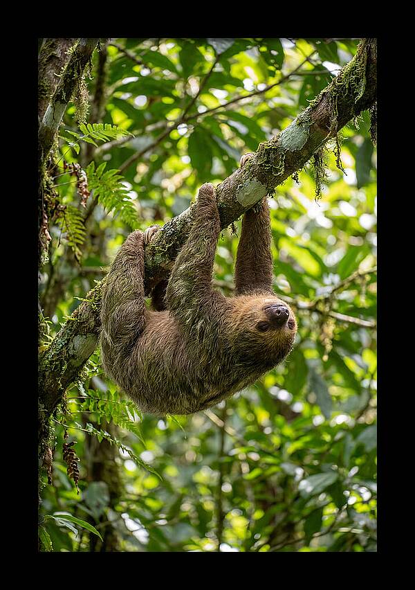 Three Toed Sloth Hanging