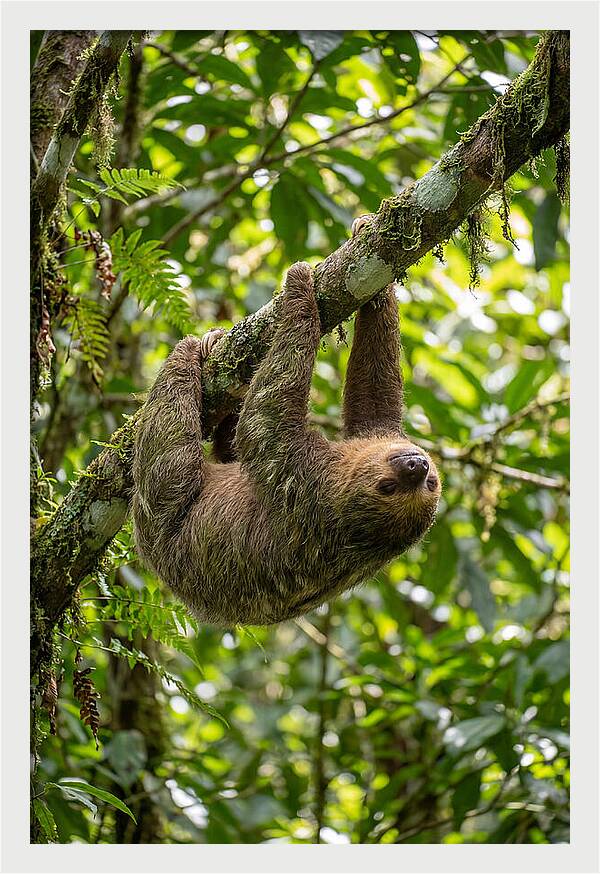 Three Toed Sloth Hanging