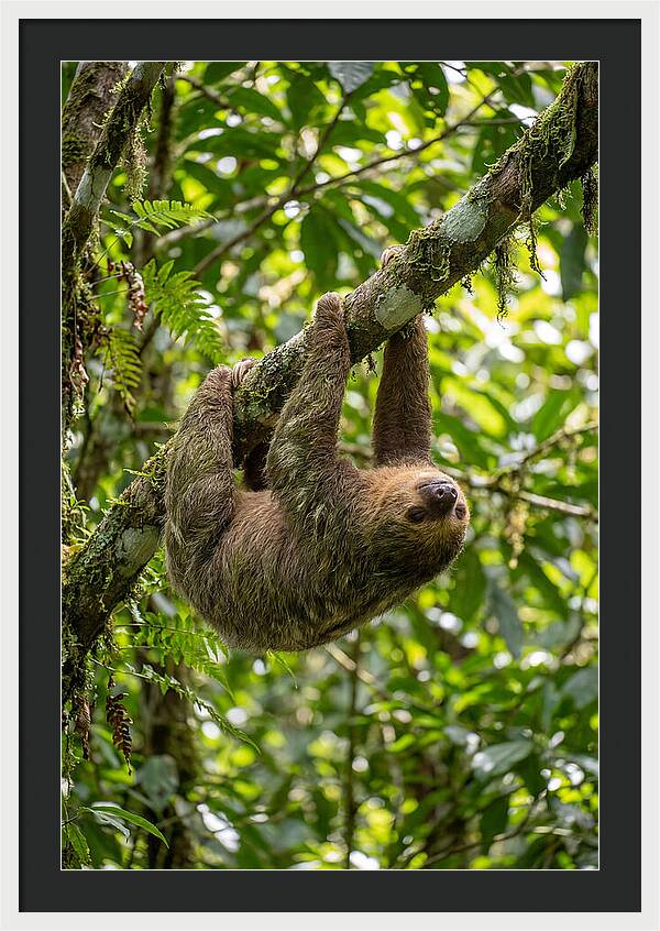 Three Toed Sloth Hanging