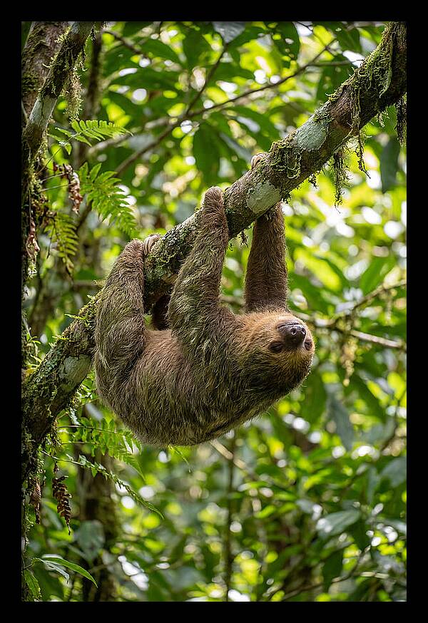 Three Toed Sloth Hanging