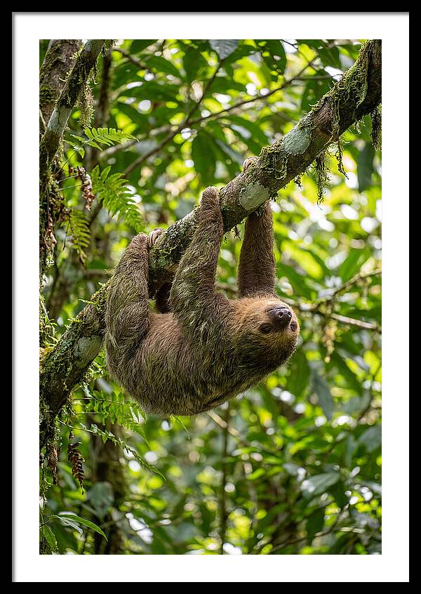 Three Toed Sloth Hanging