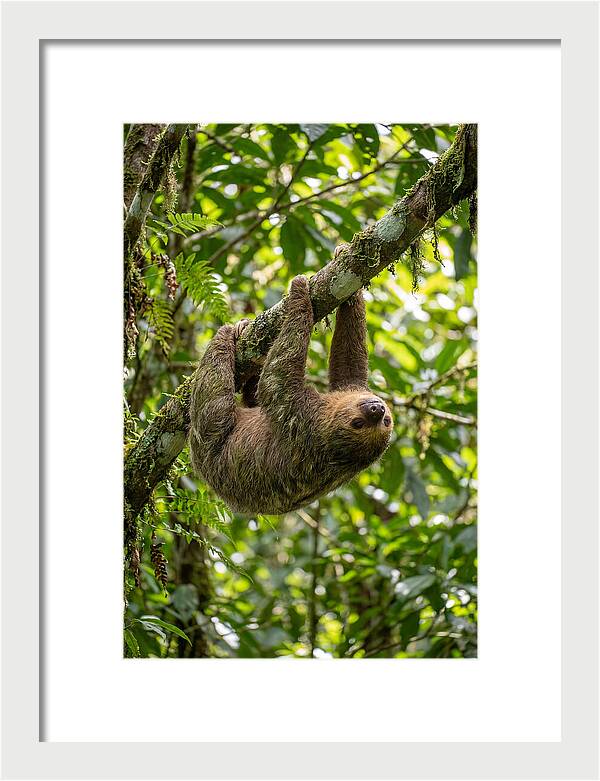 Three Toed Sloth Hanging