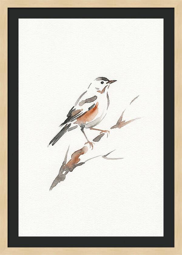 Thrush Perched Gracefully