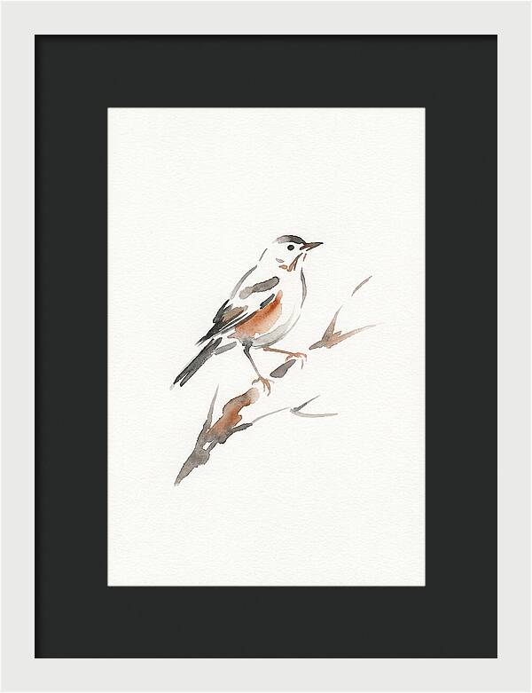 Thrush Perched Gracefully