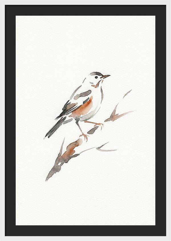 Thrush Perched Gracefully
