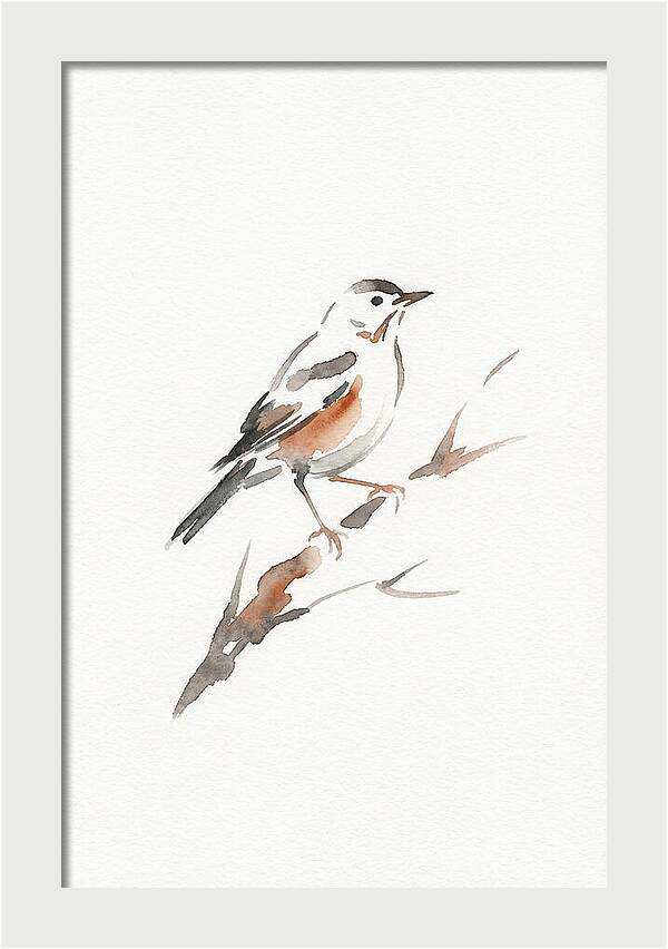 Thrush Perched Gracefully